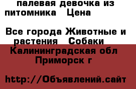 палевая девочка из питомника › Цена ­ 40 000 - Все города Животные и растения » Собаки   . Калининградская обл.,Приморск г.